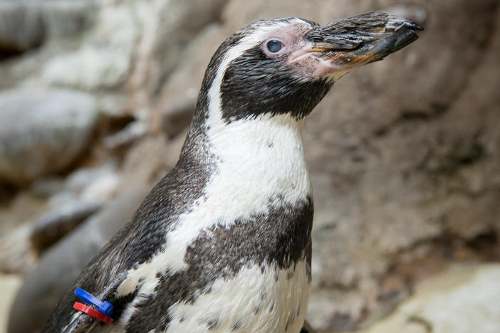 Care staff celebrate with Humboldt penguin Mochica as he turns 30 years old. He was hatched in 1990.
