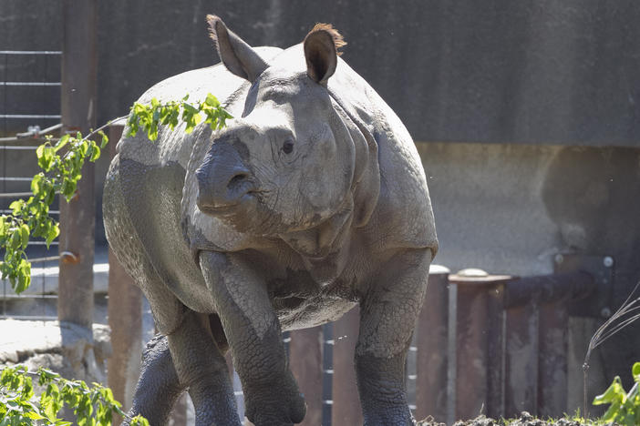 Jontu, an Indian rhino, wanders around his enclosure at the Henry Doorly Zoo and Aquariumin in Omaha, Neb. Last week, an improperly closed gate allowed him to wander a little farther.
