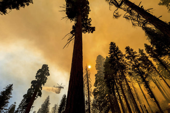 A helicopter drops water on the Windy Fire burning in the Trail of 100 Giants grove of Sequoia National Forest, Calif., on Sunday.