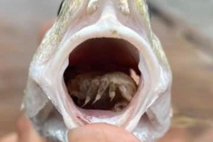 "This parasite detaches the fish's tongue, attaches itself to the fish's mouth, and becomes its tongue," the Galveston Island State Park says, describing the parasitic tongue-eating louse.