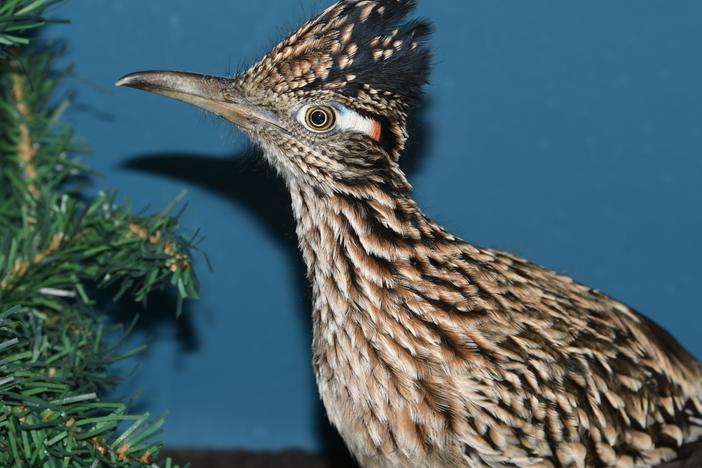 A roadrunner rests at Avian Haven, a bird rehab facility on Sunday in Freedom, Maine. The bird hitched a ride in the storage area of a moving van from Las Vegas.