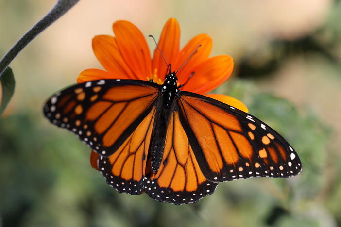 The number of monarch butterflies migrating to California spiked this winter after years of historic lows.