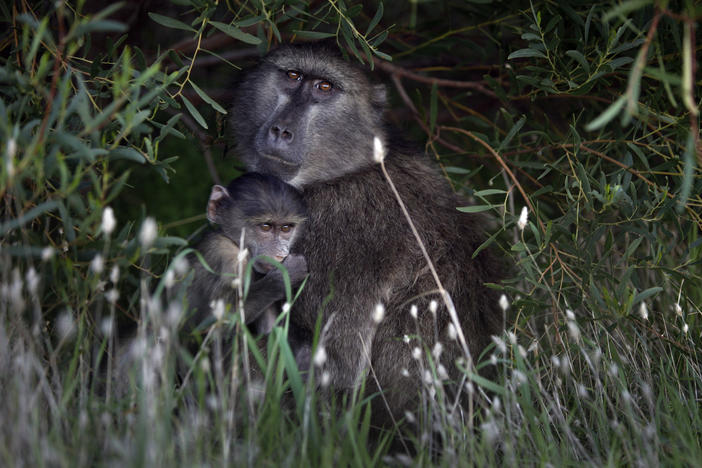Just like humans, groups of baboons sometimes break off relations.