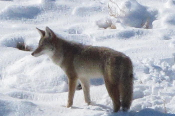 A coyote makes its way through the snow on a hillside north of Reno, Nev.