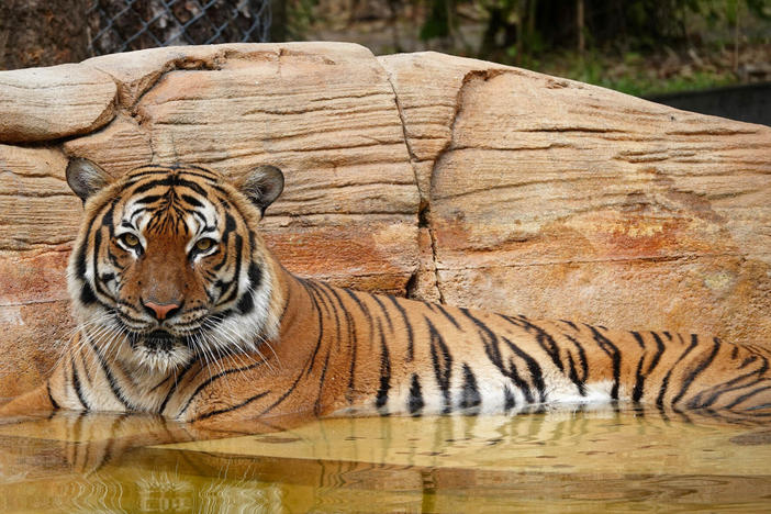 Eko the tiger, who was killed after biting a man's arm when he crossed into an unauthorized portion of the Naples Zoo, is seen in Naples, Fla., in this handout photo taken March.