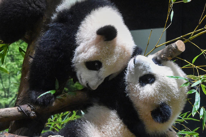 In this photo provided by Tokyo Zoological Park Society, Japanese-born twin pandas Xiao Xiao, top, and Lei Lei, bottom, are seen together at Ueno Zoo in Tokyo, Wednesday, Jan. 12, 2022.