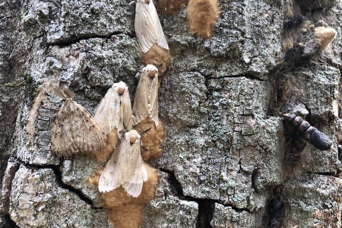 Female spongy moths laying eggs on a tree in Vermont, 2021. The eggs overwinter on the tree and hatch the following spring.