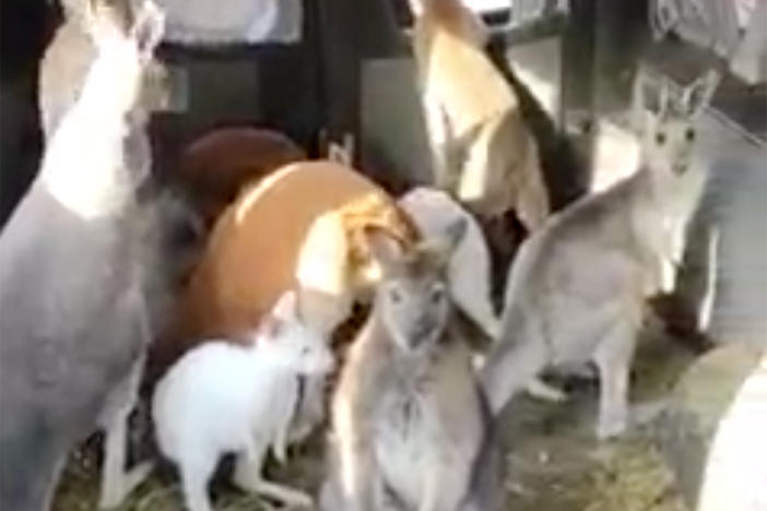 Video from the Feldman Ecopark's Facebook page shows a man driving a van full of marsupials. It took off on social media, drawing attention to the Kharkiv zoo's war casualties and mission to evacuate its animals to safety.