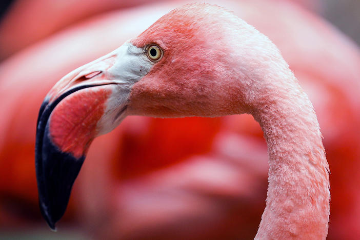 An image of a flamingo. This is not the flamingo that escaped from a Kansas zoo.