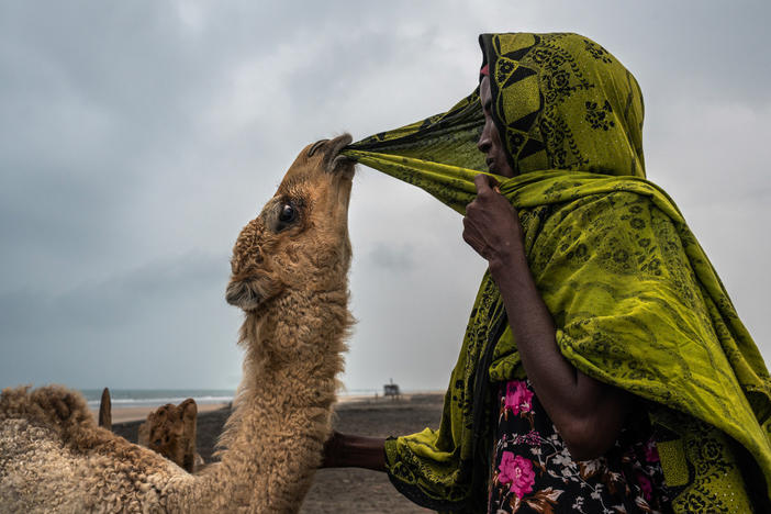 Baarud, a 5-month-old camel, playfully pulls at Aadar Mohamed's hijab in the village of Hiijinle, outside of Lughaya in northwest Somaliland on Dec. 10, 2019.