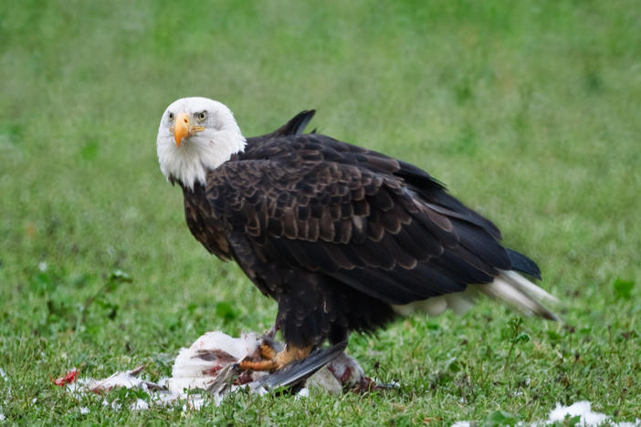 Waterfowl and the raptors that dine on them, like this bald eagle and snow goose, have both been killed by the new bird flu virus.