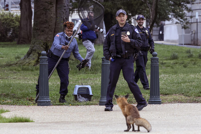 Capitol Hill police officers and an officer with the Humane Rescue Alliance's animal control division attempt to trap a fox on the grounds of the U.S. Capitol on Tuesday. The fox was ultimately captured, euthanized and confirmed positive for rabies. The fox's kits were also humanely euthanized after it was determined they could have been exposed and could no longer be safely rehabilitated.