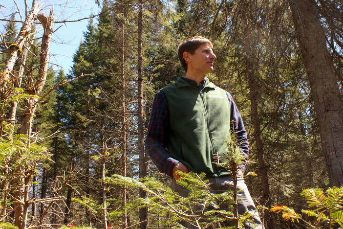 Tony D'Amato, director of the University of Vermont's forestry program, visits an experiment site in the Silvio O. Conte National Fish and Wildlife Refuge.