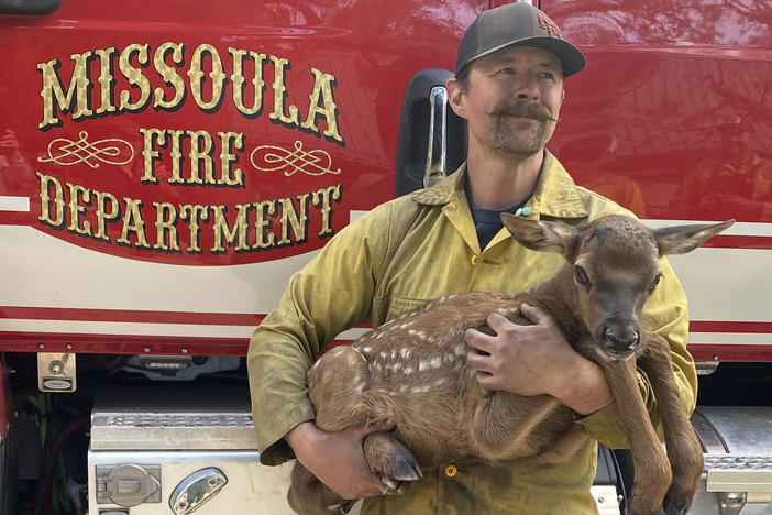 Nate Sink, a firefighter based in the Missoula, Mont., cradles a newborn elk calf that he encountered in a remote, fire-scarred area of the Sangre de Cristo Mountains near Mora, N.M., on Saturday.