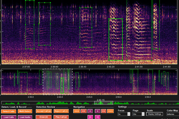The green boxes show portions of the audio spectrogram that artificial intelligence has identified as marine mammal calls.