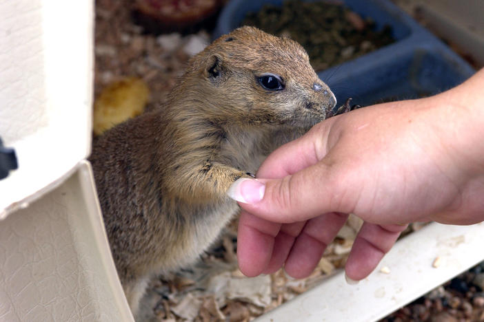 Monkeypox was spread by prairie dogs in the U.S. in 2003. Above: The prairie dog Chuckles was a pet belonging to Tammy and Steve Kautzer and their 3-year-old daughter, of Dorchester, Wisconsin. They caught monkeypox from another pet prairie dog that since died.