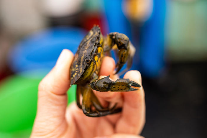 A green crab caught off the coast of New Hampshire.