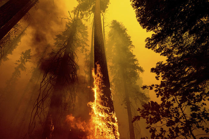 Flames burn up a tree as part of the Windy Fire in the Trail of 100 Giants grove in Sequoia National Forest in California on Sept. 19, 2021.