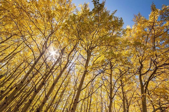 Aspen trees blaze in golden colors during fall at Glacier National Park in Montana. A <a href="https://smokymountains.com/fall-foliage-map/">map of the contiguous U.S.</a> produced by the Smoky Mountains website can help leaf-peepers find the optimal time to see fall foliage in their area.