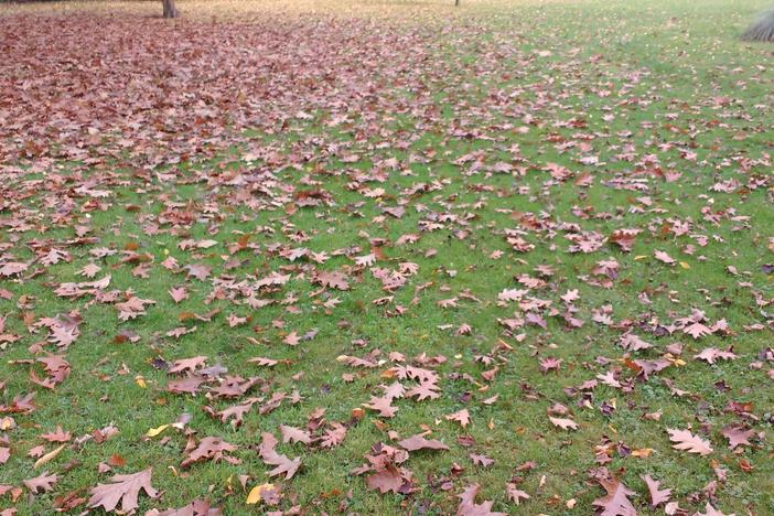 It's best to chop up leaves, which will then break down in the grass. Rake excess amounts into a landscape bed.