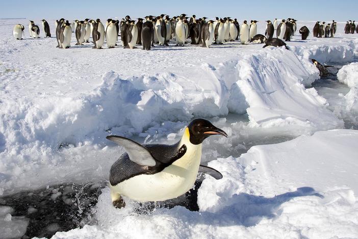 Emperor penguins, found in Antarctica, are in serious danger due to climate change.