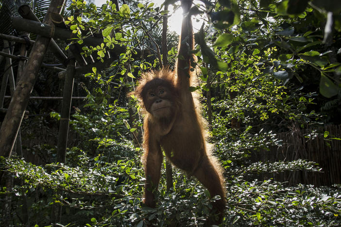 Deforestation is a major threat to the survival of orangutan. Here a baby sumatran orangutan plays around in a tree as they train at Sumatran Orangutan Conservation Programme's rehabilitation center in Indonesia.