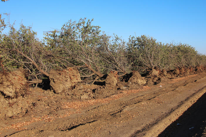 Water scarcity in Westlands Water District has caused some almond growers to tear out their older orchards.