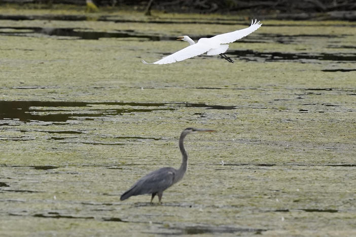 A great egret flies above a great blue heron in a wetland inside the Detroit River International Wildlife Refuge in Trenton, Mich., on Oct. 7. The Biden administration has announced a finalized rule for federal protection of hundreds of thousands of small streams, wetlands and other waterways.