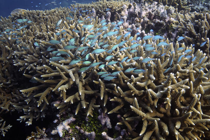 A school of fish swim above corals on Moore Reef in Gunggandji Sea Country off the coast of Queensland in eastern Australia on Nov. 13, 2022. United Nations members gather Monday in New York to resume efforts to forge a treaty to safeguard the world's marine biodiversity.