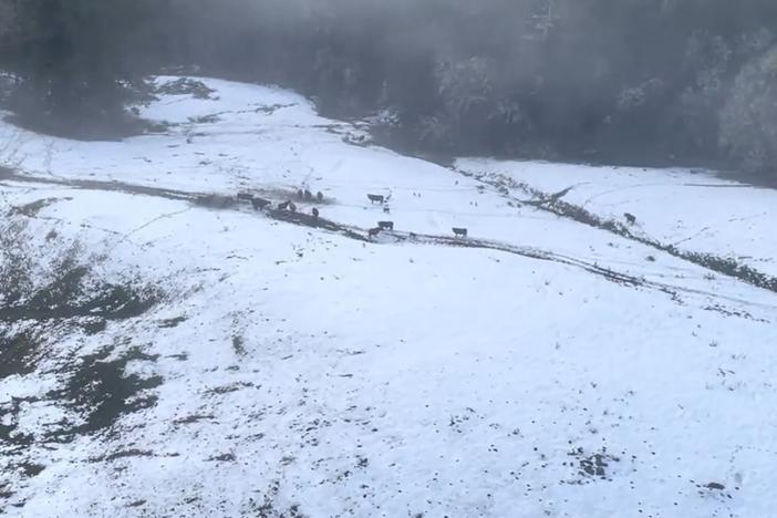 Authorities spot cattle in the snow as they prepare to drop food.