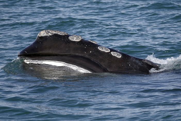 A North Atlantic right whale is seen in 2018 feeding in Cape Cod bay off the coast of Plymouth, Mass. As many as 70 right whales were seen in the area on Friday.