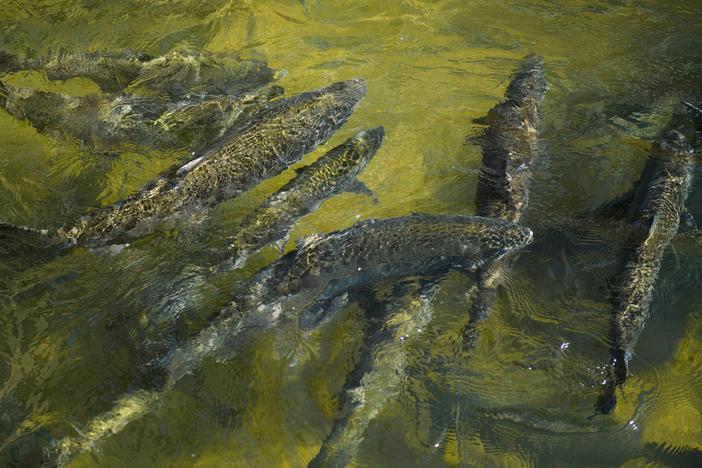 Chinook Salmon swim up a fish ladder at the California Department of Fish and Wildlife Feather River Hatchery just below the Lake Oroville dam during the California drought emergency in 2021.