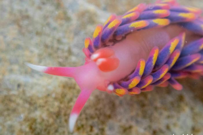 A close-up of the rainbow sea slug found in a rock pool in Cornwall.