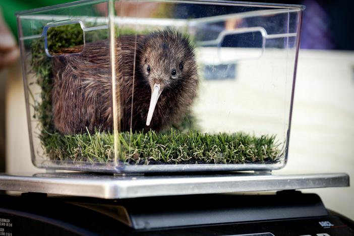A baby kiwi weighed at a bird park in the Netherlands in 2018.