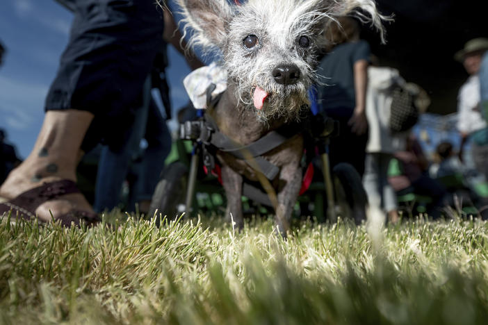 Before bringing home the win, Scooter wanders in the crowd ahead of the World's Ugliest Dog Contest at the Sonoma-Marin Fair in Petaluma, Calif., on Friday.