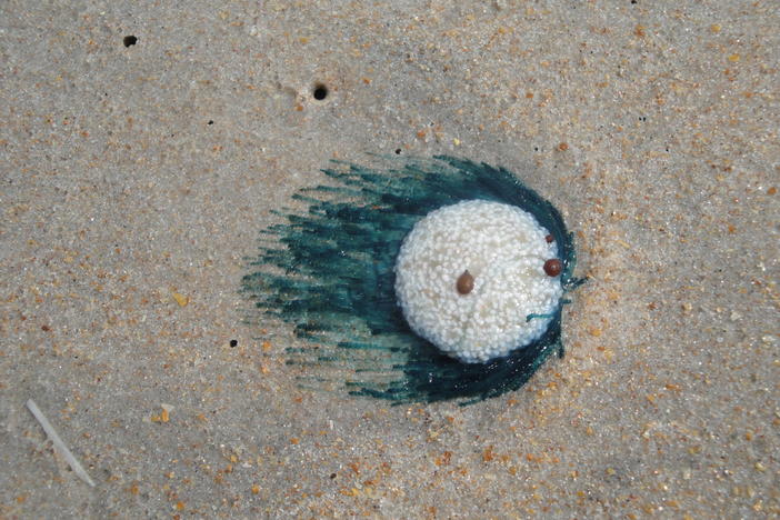 Beachgoers have reported recent sightings of the porpita porpita, which goes by the common misnomer "blue button jellyfish," on Texas shores.