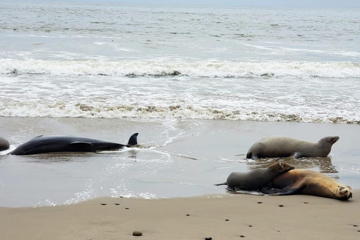 Over 100 dolphins and 500 sea lions have died as a result of the toxic outbreak, as of last week.