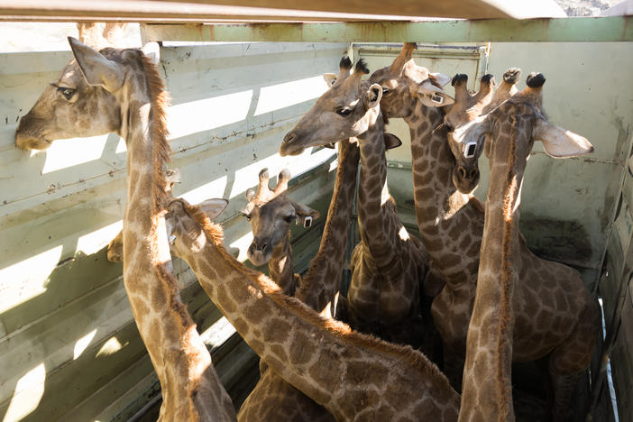Giraffes wait in a truck before they are unloaded at Iona National Park in Angola.