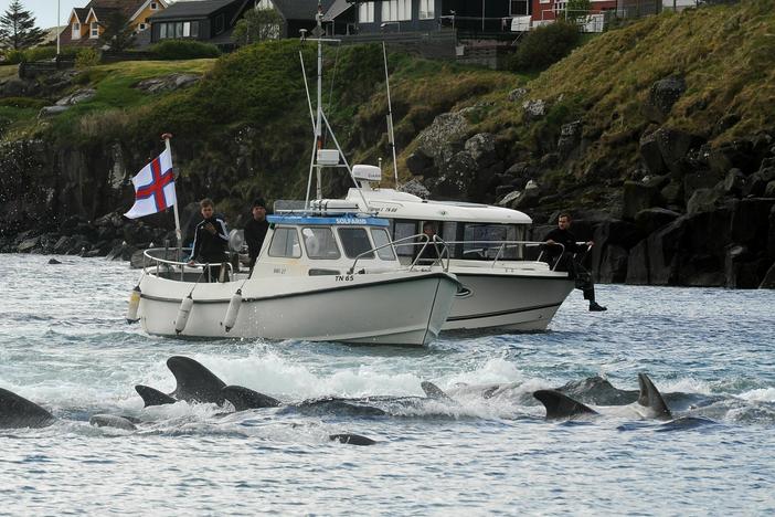 A group of fisherman drive pilot whales towards the shore during a hunt in the Faroe Islands in May 2019.