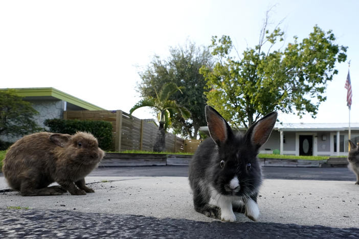 A trio of rabbits gather on a driveway, in Wilton Manors, Fla., earlier this month. About 100 lionhead rabbits have taken up residence in the suburban Fort Lauderdale community.