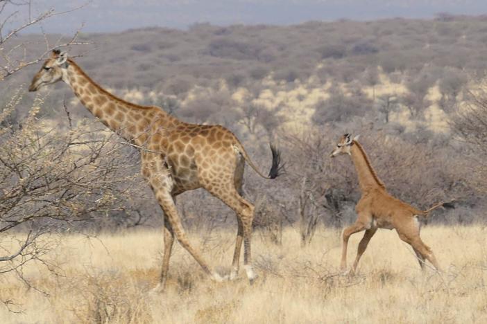A baby giraffe was discovered in Namibia, Africa, without any spots. The only other known living spotless giraffe was born at a zoo in Tennessee in late July.