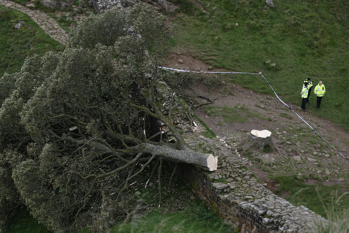 The massive trunk and crown of the Sycamore Gap tree will be moved from the spot where it fell along Hadrian's Wall in England's north east. Police have made two arrests in the felling of the historic tree.