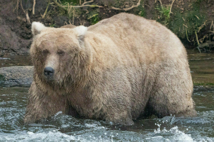 <strong>Sept. 14:</strong> 128 Grazer is well-known as a tough bear, competing for the best fishing spots. Without cubs to care for, she grew to a huge size this summer.