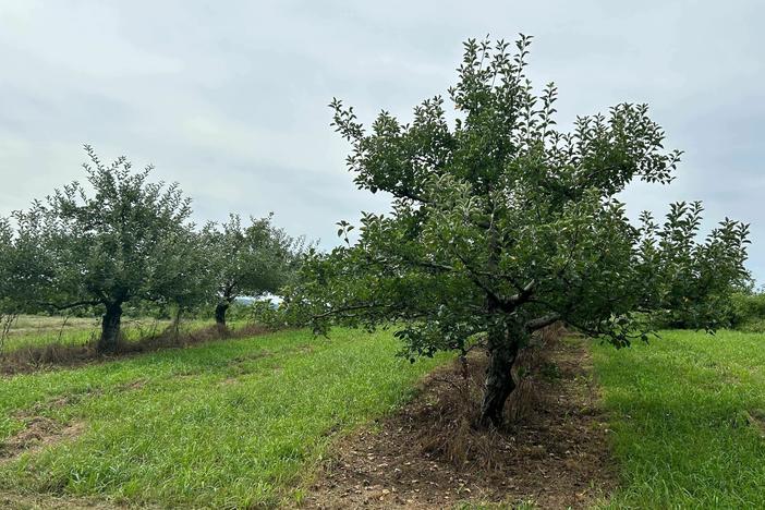 Chuck and Diane Southers' apple orchard stretches over about 30 hilly acres in Concord, New Hampshire. A hard freeze in May killed most of their apple crop.