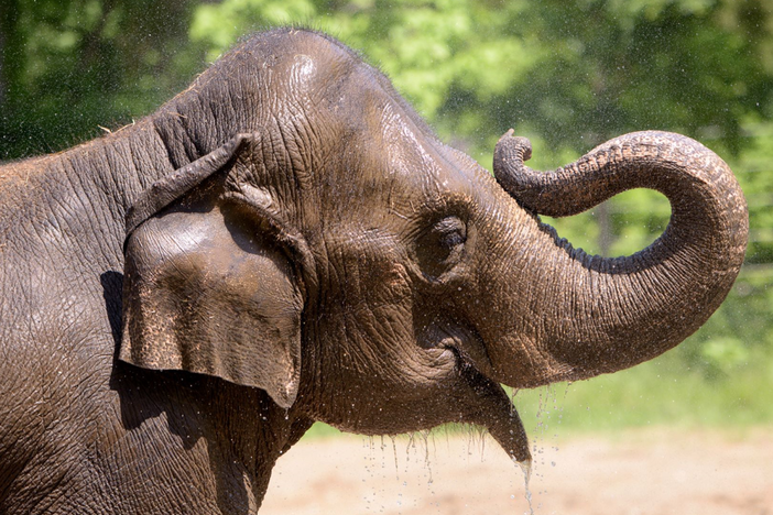 Asian elephant Rani, seen after a bath at the St. Louis Zoo in 2017, died on Friday.