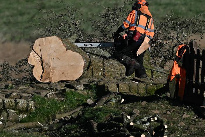 The vandalism that brought the Sycamore Gap tree down also harmed a UNESCO World Heritage Site: Hadrian's Wall. In this October photo, a worker used a chainsaw to cut up the tree so its trunk could be removed.