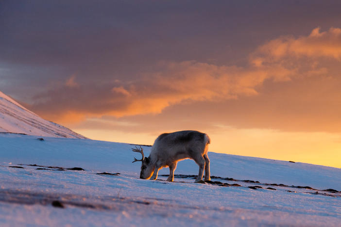 A Svalbard reindeer snuffles through the snow.