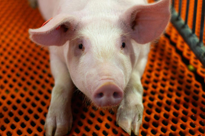 A young, genetically modified pig raised at a Revivicor farm for organ transplantation research.