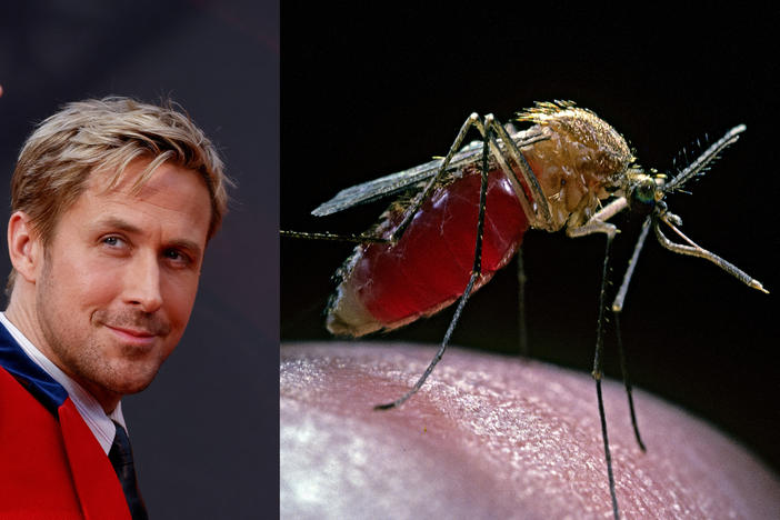 Oscar nominee Ryan Gosling has named the mosquito as the world's scariest animal. He has a point.