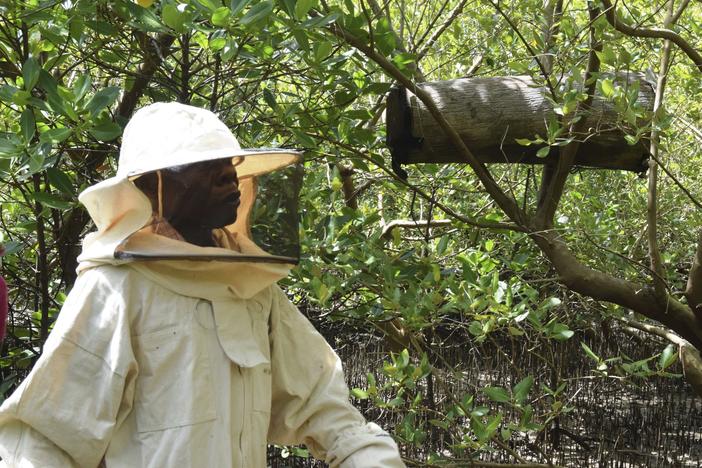 Peter Nyongesa walks through the mangroves to monitor his beehives in the Bangladesh slums in Mombasa, Kenya, on May 30, 2024. The 69-year-old Nyongesa recalled how he would plead unsuccessfully with loggers to spare the mangroves or cut only the mature ones while leaving the younger ones intact. So he has turned to deterring the loggers with bees, hidden in the mangroves and ready to sting.